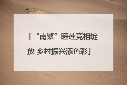 “南繁”睡莲竞相绽放 乡村振兴添色彩