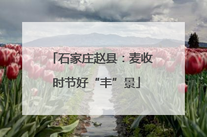石家庄赵县：麦收时节好“丰”景