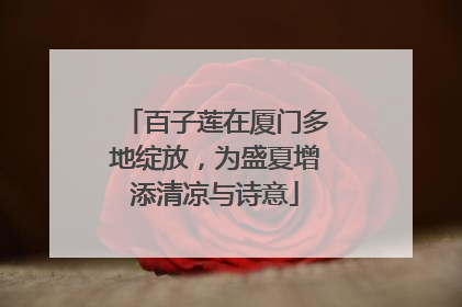 百子莲在厦门多地绽放，为盛夏增添清凉与诗意