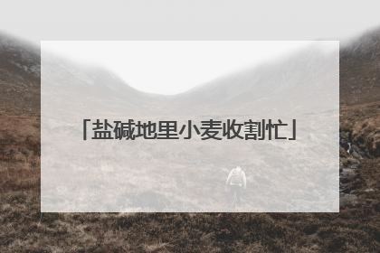 盐碱地里小麦收割忙