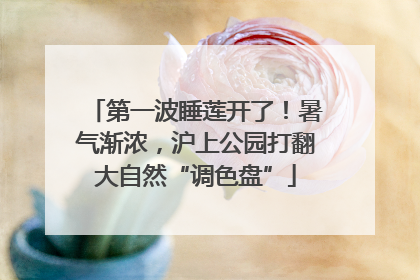 第一波睡莲开了！暑气渐浓，沪上公园打翻大自然“调色盘”