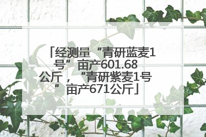 经测量“青研蓝麦1号”亩产601.68公斤，“青研紫麦1号”亩产671公斤