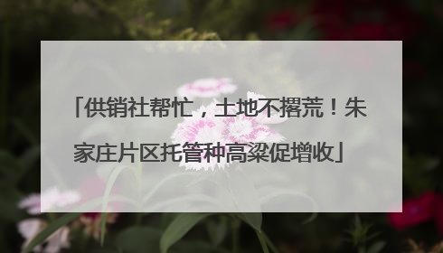 供销社帮忙，土地不撂荒！朱家庄片区托管种高粱促增收