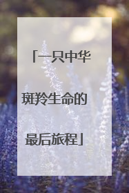 一只中华斑羚生命的最后旅程