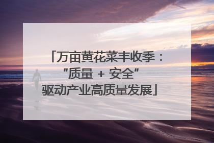 万亩黄花菜丰收季：“质量 + 安全” 驱动产业高质量发展