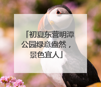 初夏东营明潭公园绿意盎然，景色宜人