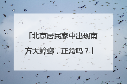 北京居民家中出现南方大蟑螂，正常吗？