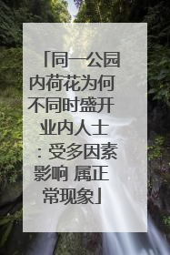 同一公园内荷花为何不同时盛开 业内人士：受多因素影响 属正常现象