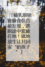 哺乳期猪獾偷食苞谷被发现，逃跑途中累瘫在地！就地放生让其回家“奶孩子”