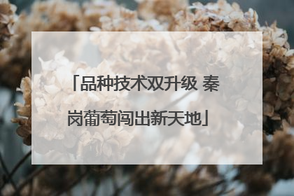 品种技术双升级 秦岗葡萄闯出新天地