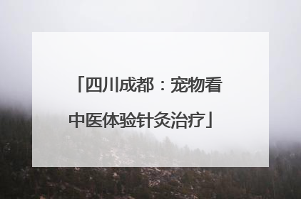 四川成都：宠物看中医体验针灸治疗
