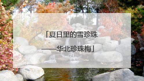 夏日里的雪珍珠——华北珍珠梅