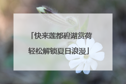 快来莲都碧湖赏荷 轻松解锁夏日浪漫