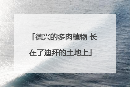 德兴的多肉植物 长在了迪拜的土地上