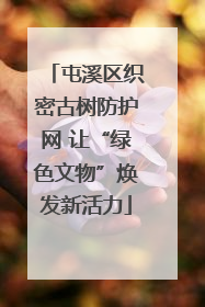屯溪区织密古树防护网 让“绿色文物”焕发新活力