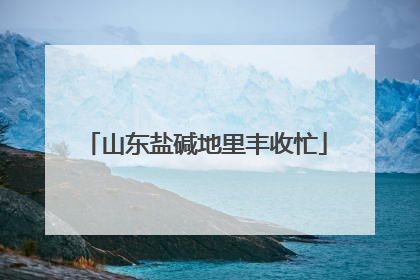 山东盐碱地里丰收忙