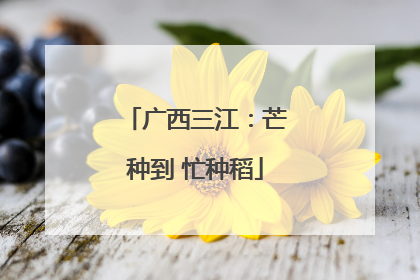 广西三江：芒种到 忙种稻