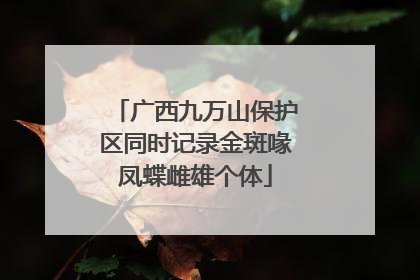 广西九万山保护区同时记录金斑喙凤蝶雌雄个体