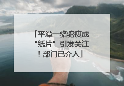 平潭一骆驼瘦成“纸片”引发关注！部门已介入
