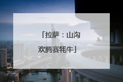 拉萨：山沟欢腾赛牦牛