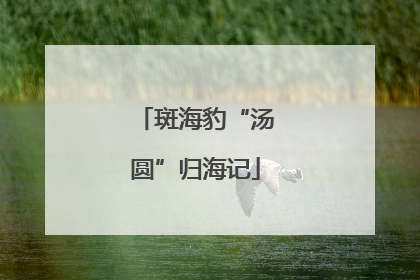 斑海豹“汤圆”归海记