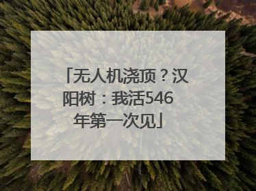 无人机浇顶？汉阳树：我活546年第一次见