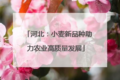 河北：小麦新品种助力农业高质量发展