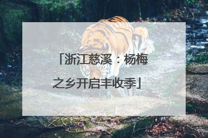 浙江慈溪：杨梅之乡开启丰收季