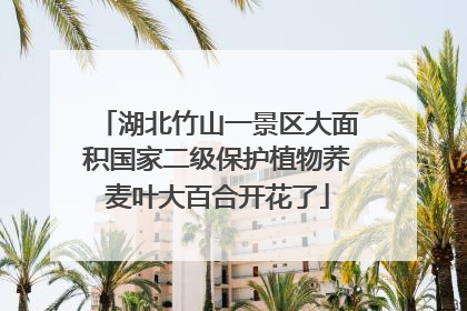 湖北竹山一景区大面积国家二级保护植物荞麦叶大百合开花了