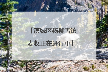 滨城区杨柳雪镇麦收正在进行中