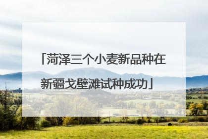 菏泽三个小麦新品种在新疆戈壁滩试种成功