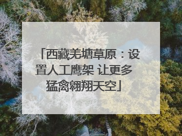 西藏羌塘草原：设置人工鹰架 让更多猛禽翱翔天空