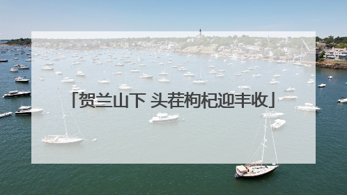 贺兰山下 头茬枸杞迎丰收