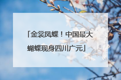 金裳凤蝶！中国最大蝴蝶现身四川广元