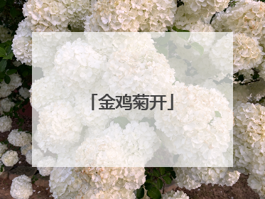 金鸡菊开