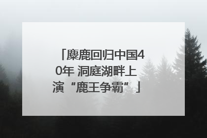 麋鹿回归中国40年 洞庭湖畔上演“鹿王争霸”