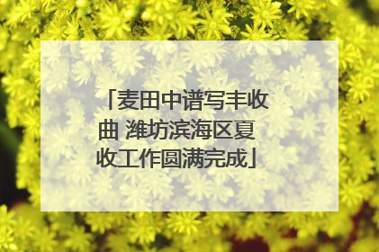 麦田中谱写丰收曲 潍坊滨海区夏收工作圆满完成