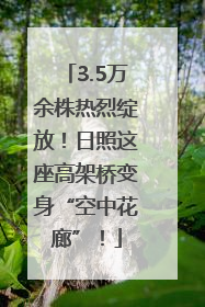 3.5万余株热烈绽放！日照这座高架桥变身“空中花廊”！