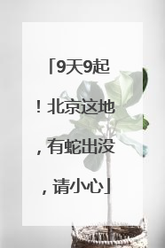 9天9起！北京这地，有蛇出没，请小心